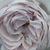 Lila - Nosztalgia rózsa - Griselis